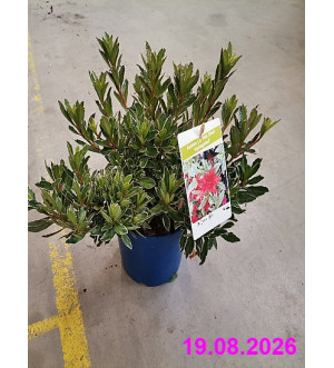 Azalea (J) 'Hot Shot Variegated' C 2 L